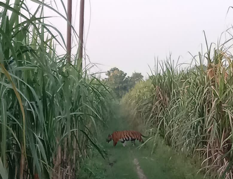 इंडो नेपाल सीमा से सटे तिकुनिया में शेर से लड़ने के बाद बाघ ने मारा